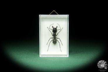 Dinomyrmex gigas (18743) a insect from Malaysia | Taxidermy | Other Insects