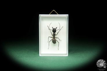 Dinomyrmex gigas (18749) a insect from Malaysia | Taxidermy | Other Insects