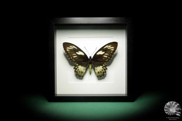 Ornithoptera priamus poseidon (18760) a butterfly from Papua New Guinea | Taxidermy | Butterflies