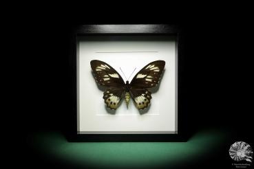 Ornithoptera priamus poseidon (18761) a butterfly from Papua New Guinea | Taxidermy | Butterflies