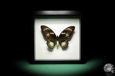 Ornithoptera priamus poseidon (18762) a butterfly from Papua New Guinea | Taxidermy | Butterflies