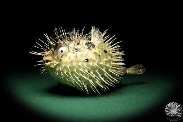 Diodon hystrix (18789) a fishe from Philippines | Taxidermy | Fishes