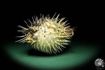 Diodon hystrix (18790) a fishe from Philippines | Taxidermy | Fishes