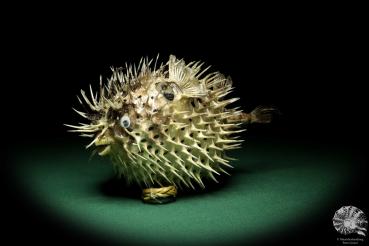 Diodon hystrix (18793) a fishe from Philippines | Taxidermy | Fishes