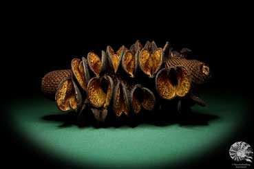 Banksia burdettii (18799) a dried fruit from Australia | Dried fruit