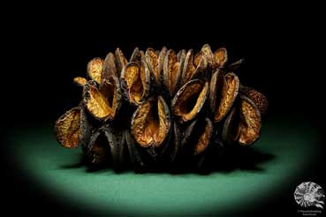 Banksia burdettii (18801) a dried fruit from Australia | Dried fruit