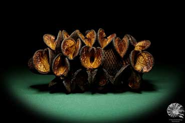 Banksia burdettii (18803) a dried fruit from Australia | Dried fruit