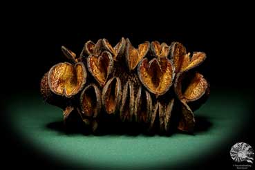 Banksia burdettii (18808) a dried fruit from Australia | Dried fruit