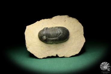 Paralejurus hamlagdadicus (18931) ein Trilobit aus Südost-Marokko | Fossilien | Trilobiten