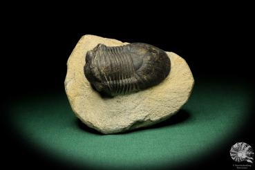 Paralejurus hamlagdadicus (18933) a trilobite from Southeast Morocco | Fossils | Trilobites