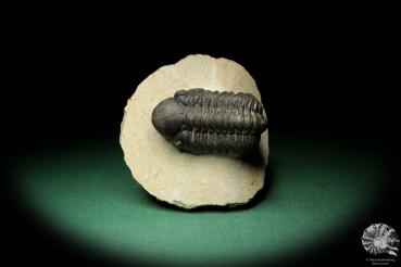 Reedops cephalotes hamlagdadianus (18942) ein Trilobit aus Marokko | Fossilien | Trilobiten