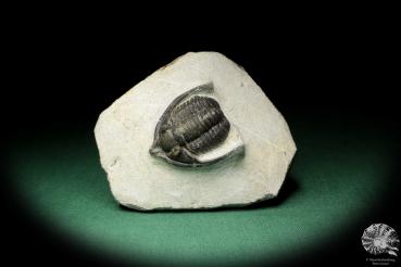 Diademaproetus cf. antatlasius (18944) ein Trilobit aus Südost-Marokko | Fossilien | Trilobiten