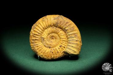 Perisphinctes spec. (18954) a cephalopod from Madagascar | Fossils | Cephalopods