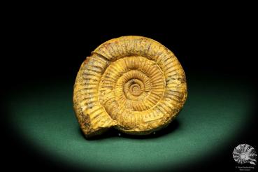 Perisphinctes spec. (18961) a cephalopod from Madagascar | Fossils | Cephalopods