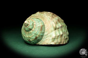 Turbo imperialis (18974) a snail from East Africa | Conchylia | Snails