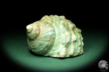 Turbo imperialis (18984) a snail from East Africa | Conchylia | Snails