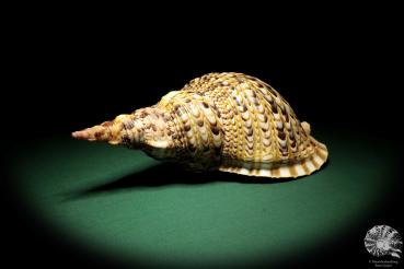 Charonia tritonis (19026) a snail from Philippines | Conchylia | Snails