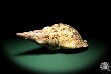 Charonia tritonis (19030) a snail from Philippines | Conchylia | Snails