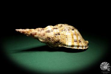 Charonia tritonis (19033) a snail from Philippines | Conchylia | Snails