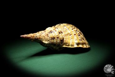 Charonia tritonis (19036) a snail from Philippines | Conchylia | Snails