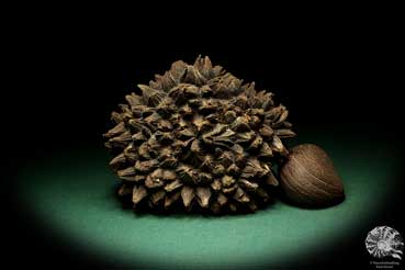 Phytelephas macrocarpa (19051) a dried fruit from South America | Dried fruit