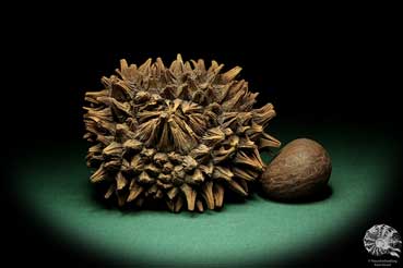 Phytelephas macrocarpa (19052) a dried fruit from South America | Dried fruit