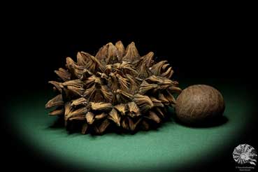 Phytelephas macrocarpa (19058) a dried fruit from South America | Dried fruit