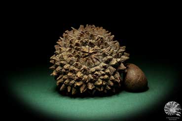 Phytelephas macrocarpa (19061) a dried fruit from South America | Dried fruit