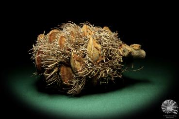 Banksia speciosa (19078) a dried fruit from Australia | Dried fruit