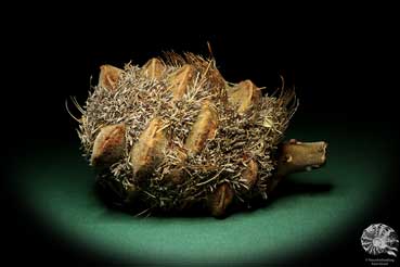 Banksia speciosa (19079) a dried fruit from Australia | Dried fruit