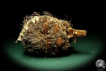 Banksia speciosa (19088) a dried fruit from Australia | Dried fruit