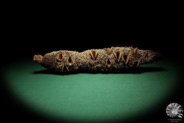 Banksia attenuata (19091) a dried fruit from Australia | Dried fruit