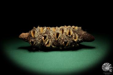 Banksia attenuata (19093) a dried fruit from Australia | Dried fruit