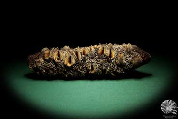 Banksia attenuata (19096) a dried fruit from Australia | Dried fruit