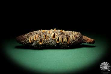 Banksia attenuata (19097) a dried fruit from Australia | Dried fruit