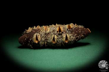 Banksia attenuata (19100) a dried fruit from Australia | Dried fruit