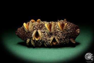 Banksia attenuata (19102) a dried fruit from Australia | Dried fruit