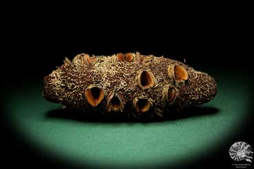 Banksia attenuata (19103) a dried fruit from Australia | Dried fruit