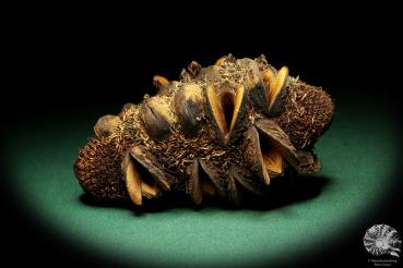 Banksia attenuata (19104) a dried fruit from Australia | Dried fruit