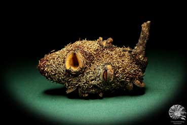 Banksia attenuata (19105) a dried fruit from Australia | Dried fruit