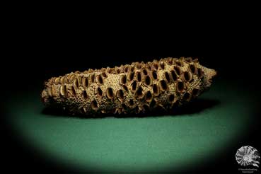 Banksia grandis (19106) a dried fruit from Australia | Dried fruit