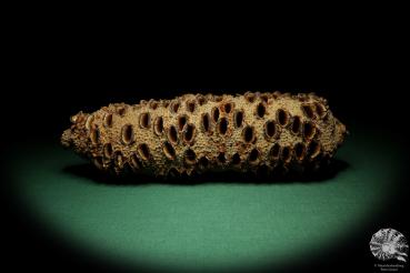 Banksia grandis (19107) a dried fruit from Australia | Dried fruit