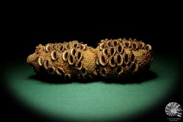 Banksia grandis (19108) a dried fruit from Australia | Dried fruit