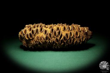 Banksia grandis (19109) a dried fruit from Australia | Dried fruit