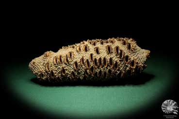 Banksia grandis (19113) a dried fruit from Australia | Dried fruit