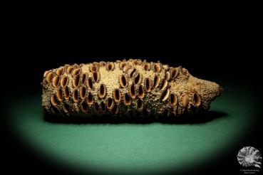 Banksia grandis (19115) eine Trockenfrucht aus Australien | Trockenfrüchte