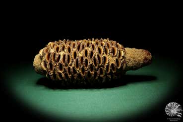 Banksia grandis (19116) a dried fruit from Australia | Dried fruit