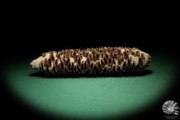 Banksia littoralis (19124) a dried fruit from Australia | Dried fruit