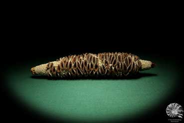 Banksia littoralis (19125) a dried fruit from Australia | Dried fruit