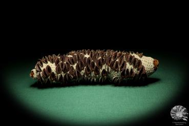 Banksia littoralis (19126) a dried fruit from Australia | Dried fruit